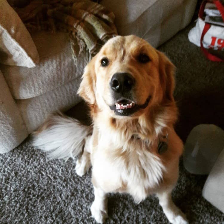 Dog Training