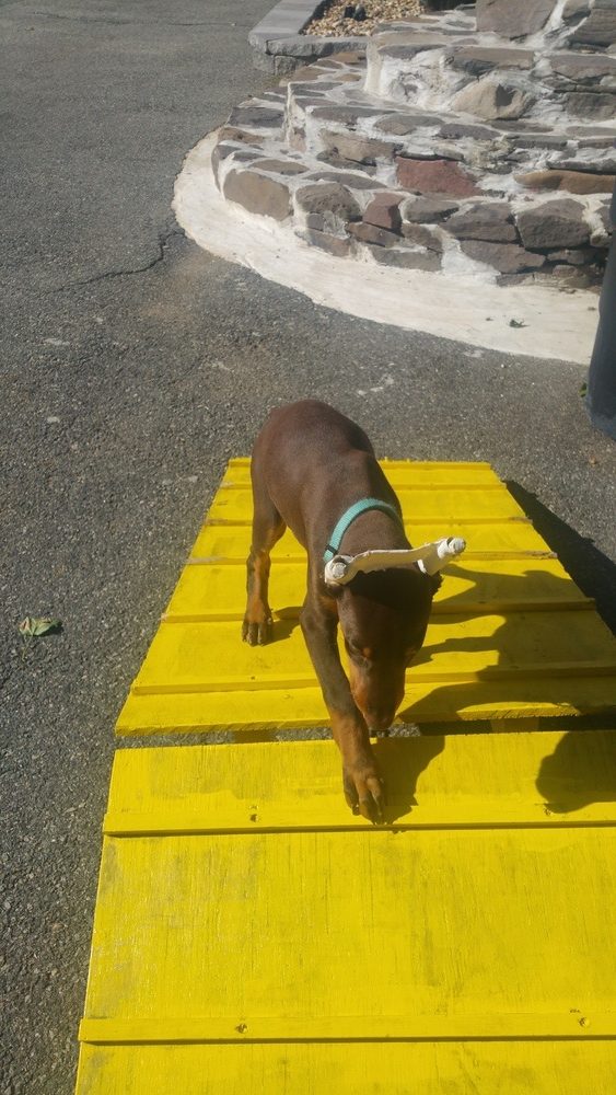 Dog Training