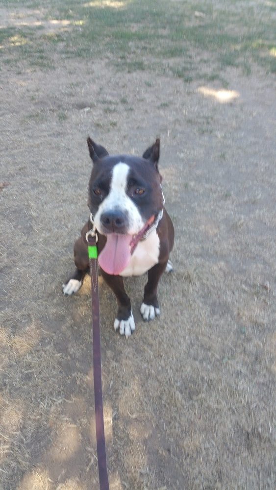New England Canine